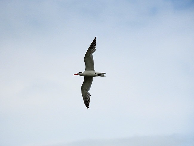 Caspian Tern - ML623379865