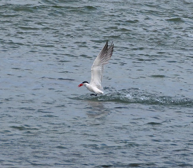 Caspian Tern - ML623379868