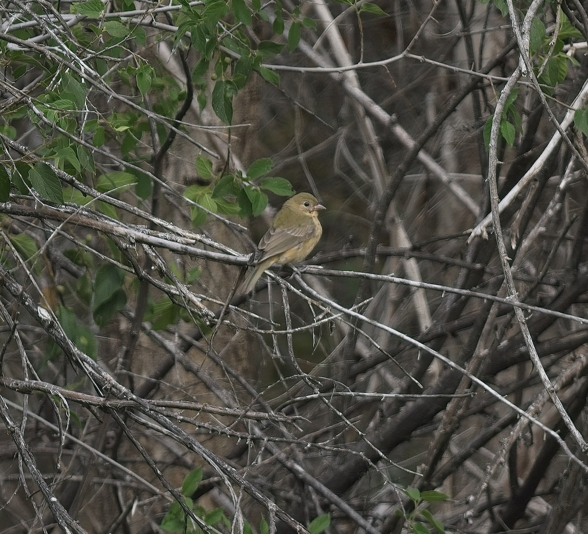 Painted Bunting - ML623379889