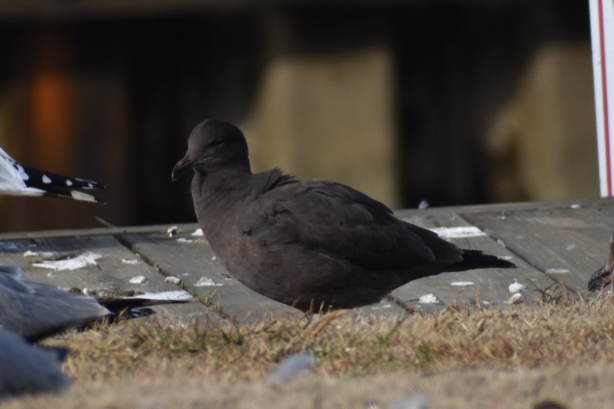 Gaviota Mexicana - ML623379899