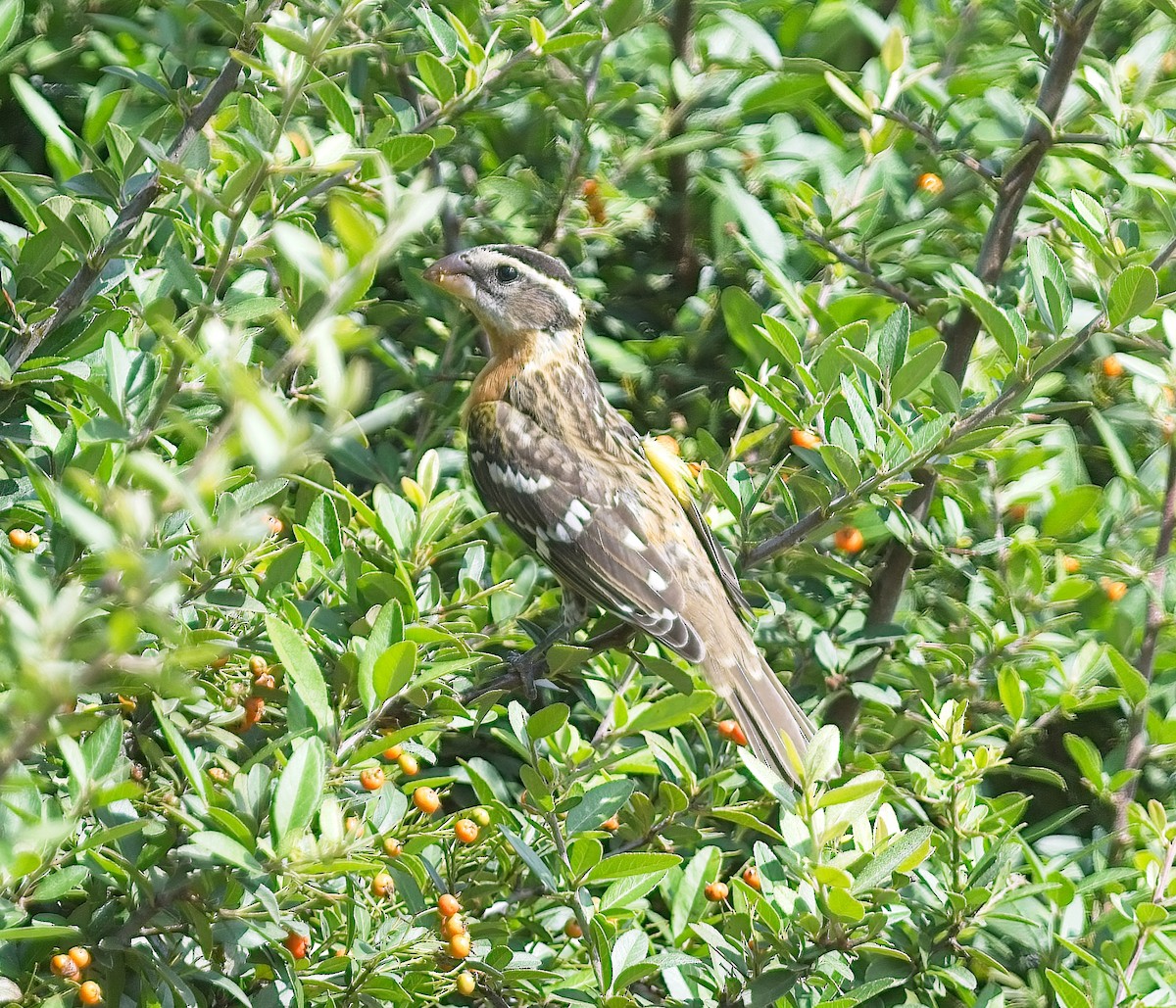 Black-headed Grosbeak - ML623379922