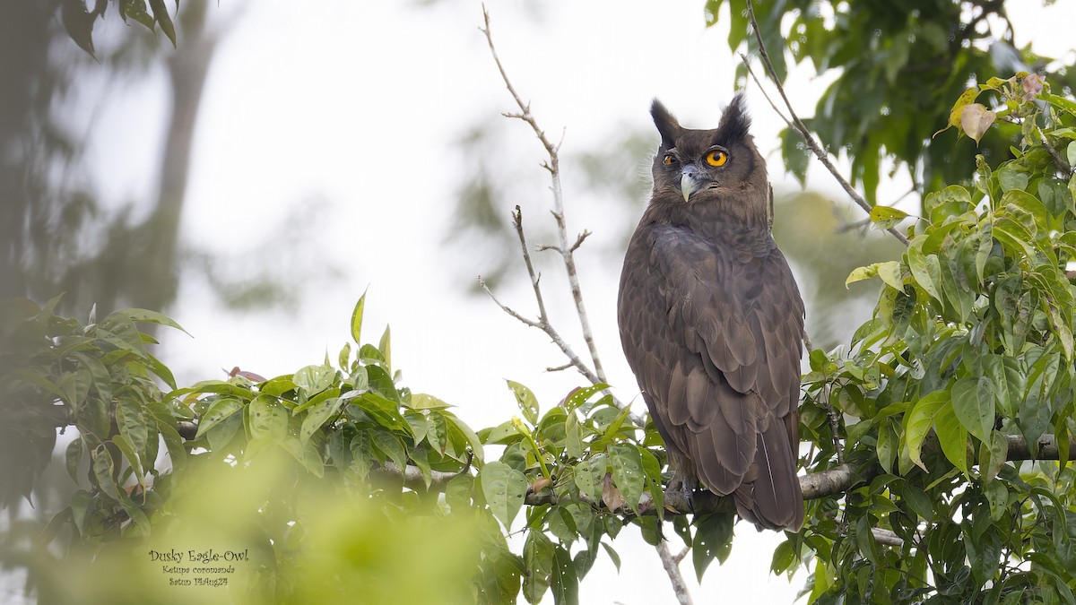 Dusky Eagle-Owl - Kenneth Cheong