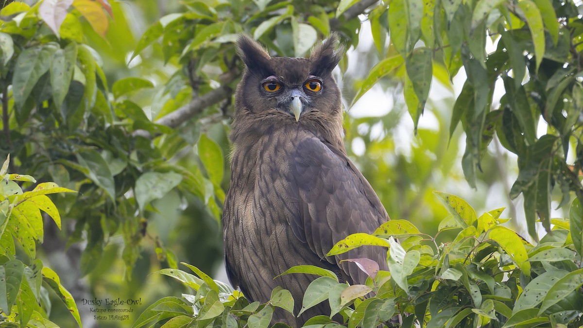 Dusky Eagle-Owl - ML623379949