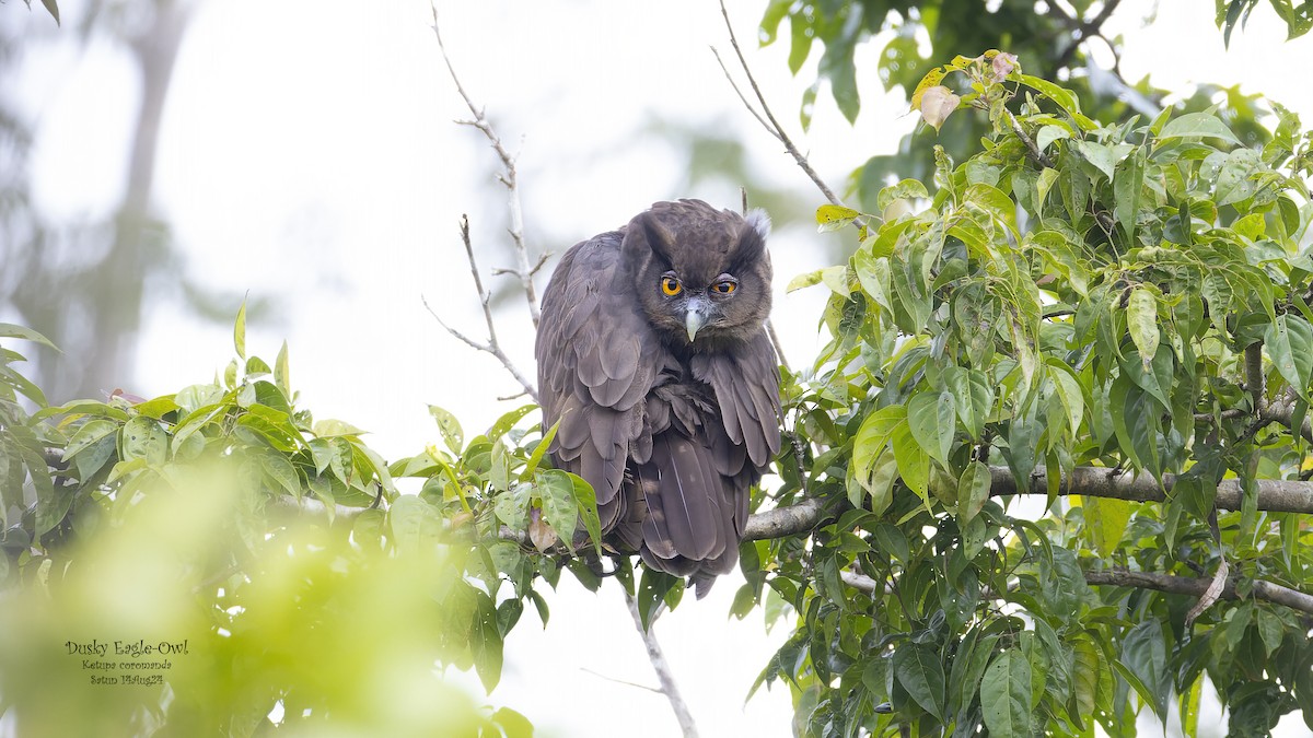 Dusky Eagle-Owl - ML623379950