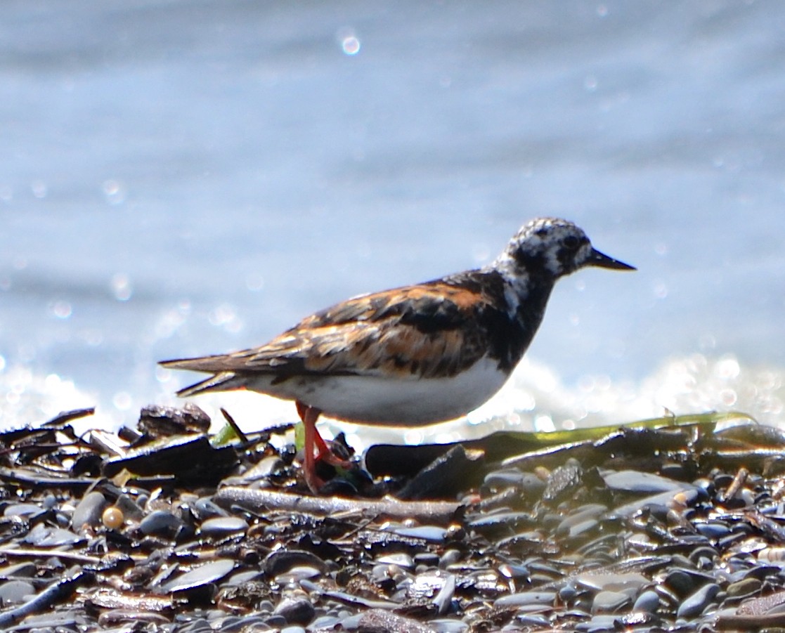 Ruddy Turnstone - ML623380069