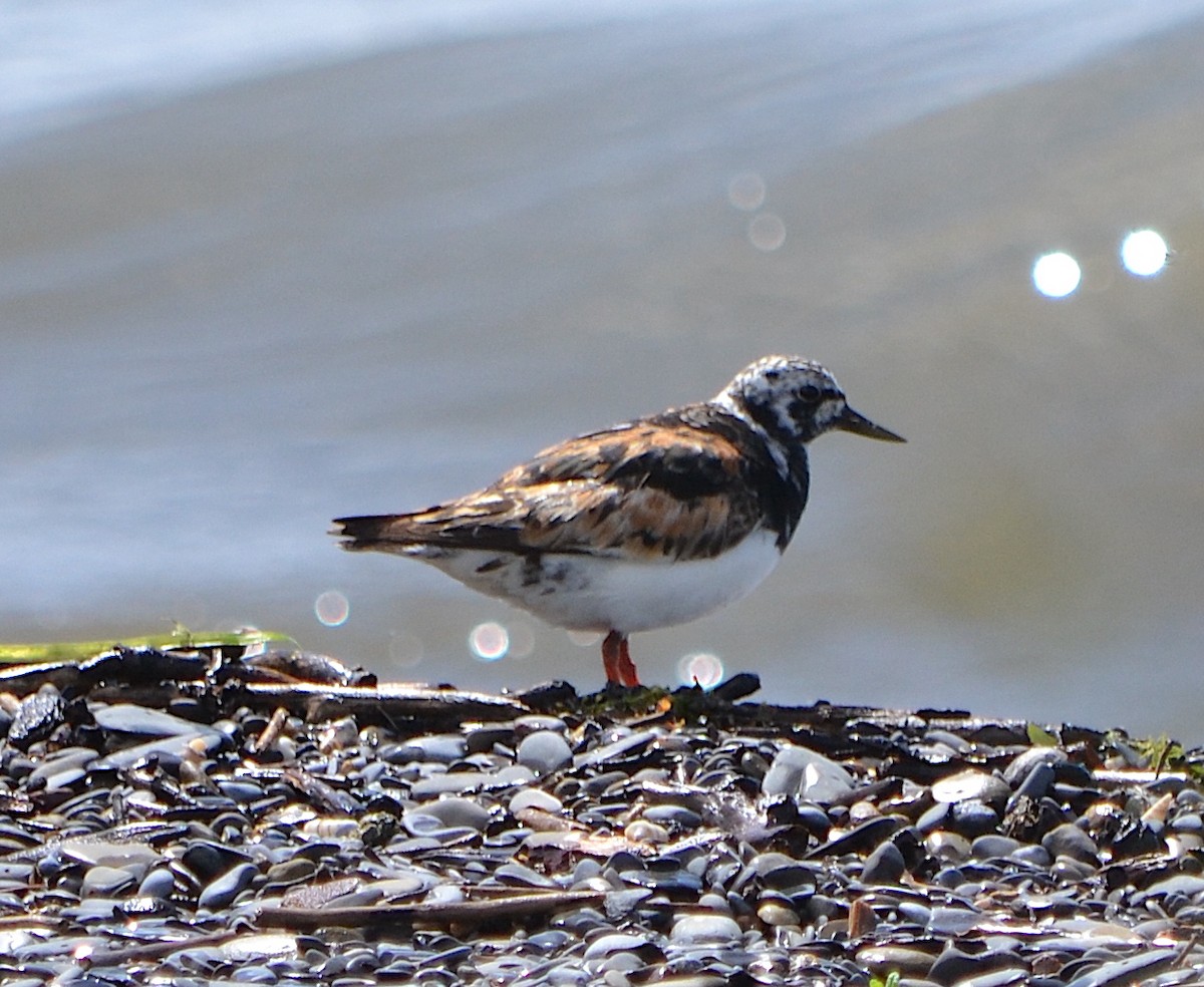 Ruddy Turnstone - ML623380070