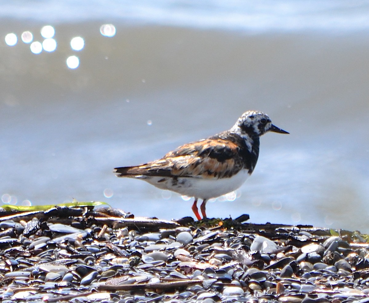 Ruddy Turnstone - ML623380071