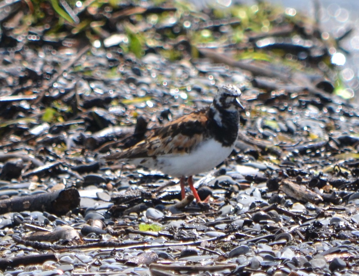 Ruddy Turnstone - ML623380073