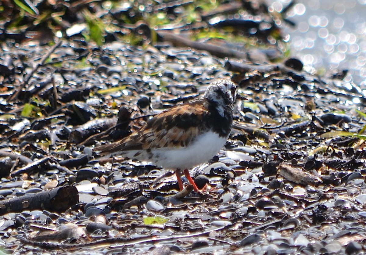 Ruddy Turnstone - ML623380074