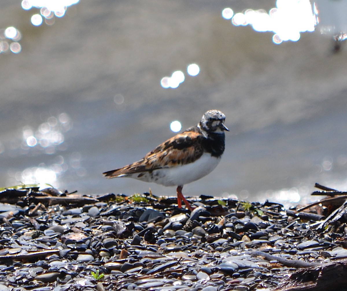 Ruddy Turnstone - ML623380075