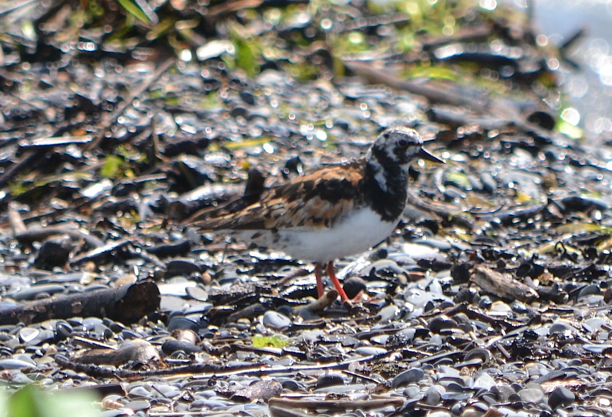 Ruddy Turnstone - ML623380076