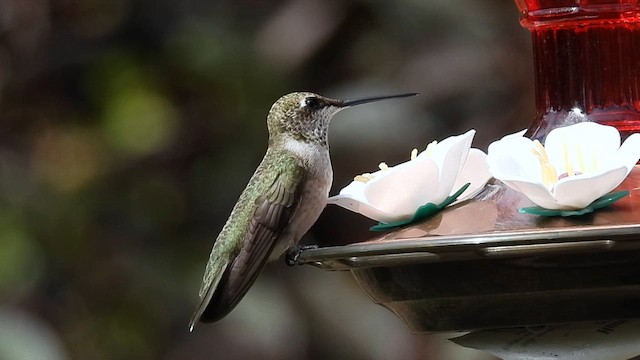 Black-chinned Hummingbird - ML623380081
