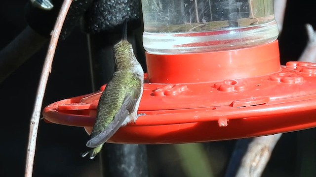 Black-chinned Hummingbird - ML623380082