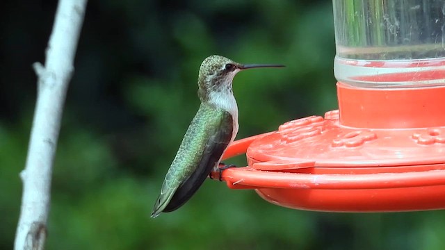 Black-chinned Hummingbird - ML623380084