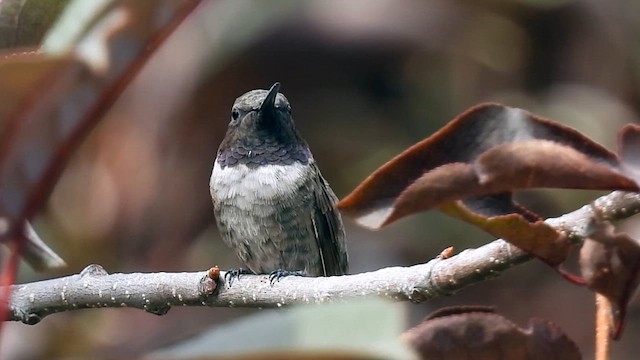 Black-chinned Hummingbird - ML623380087