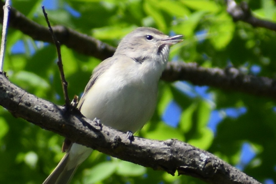 Warbling Vireo - ML623380147