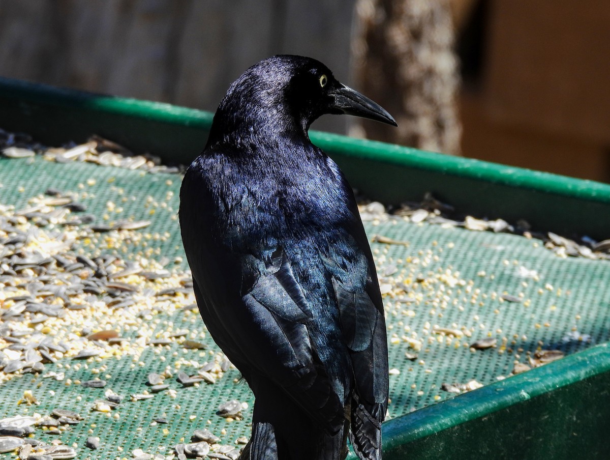 Great-tailed Grackle - ML623380187