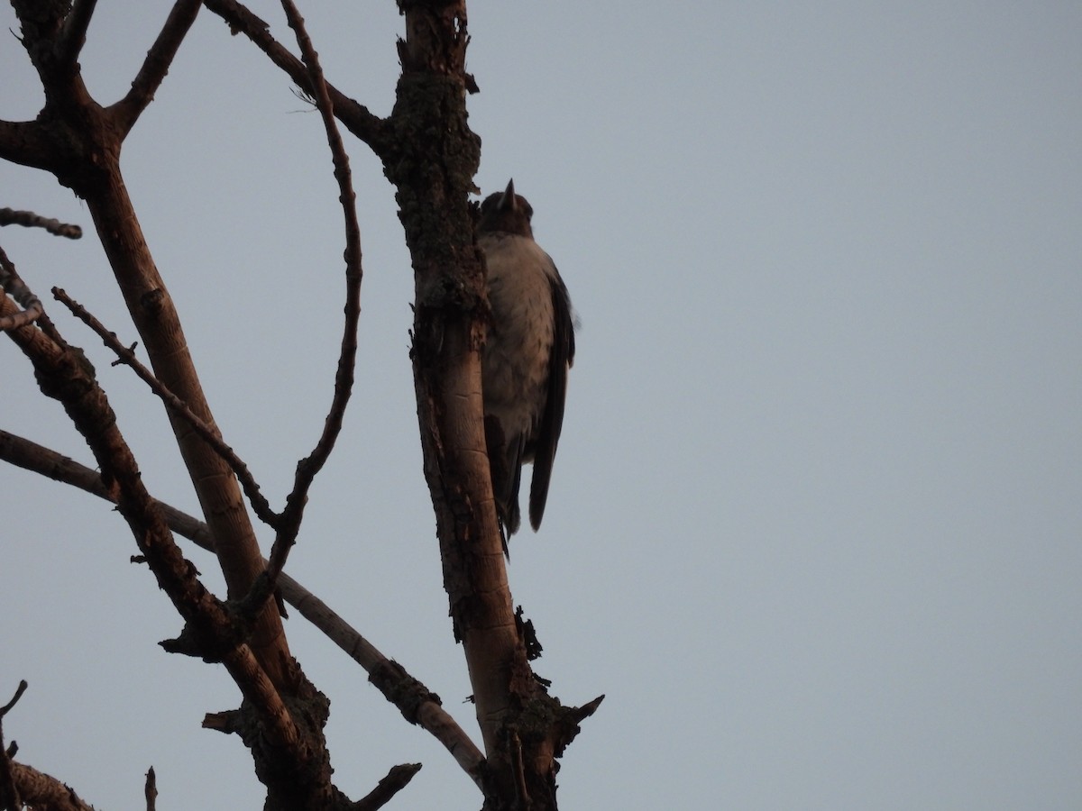 Red-headed Woodpecker - ML623380211