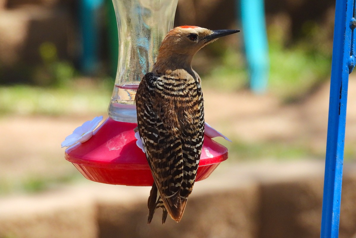 Gila Woodpecker - ML623380216