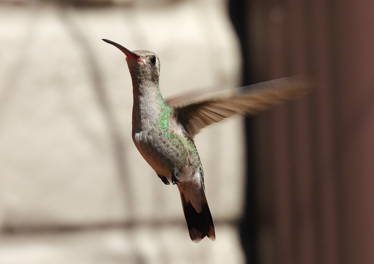 Broad-billed Hummingbird - ML623380231