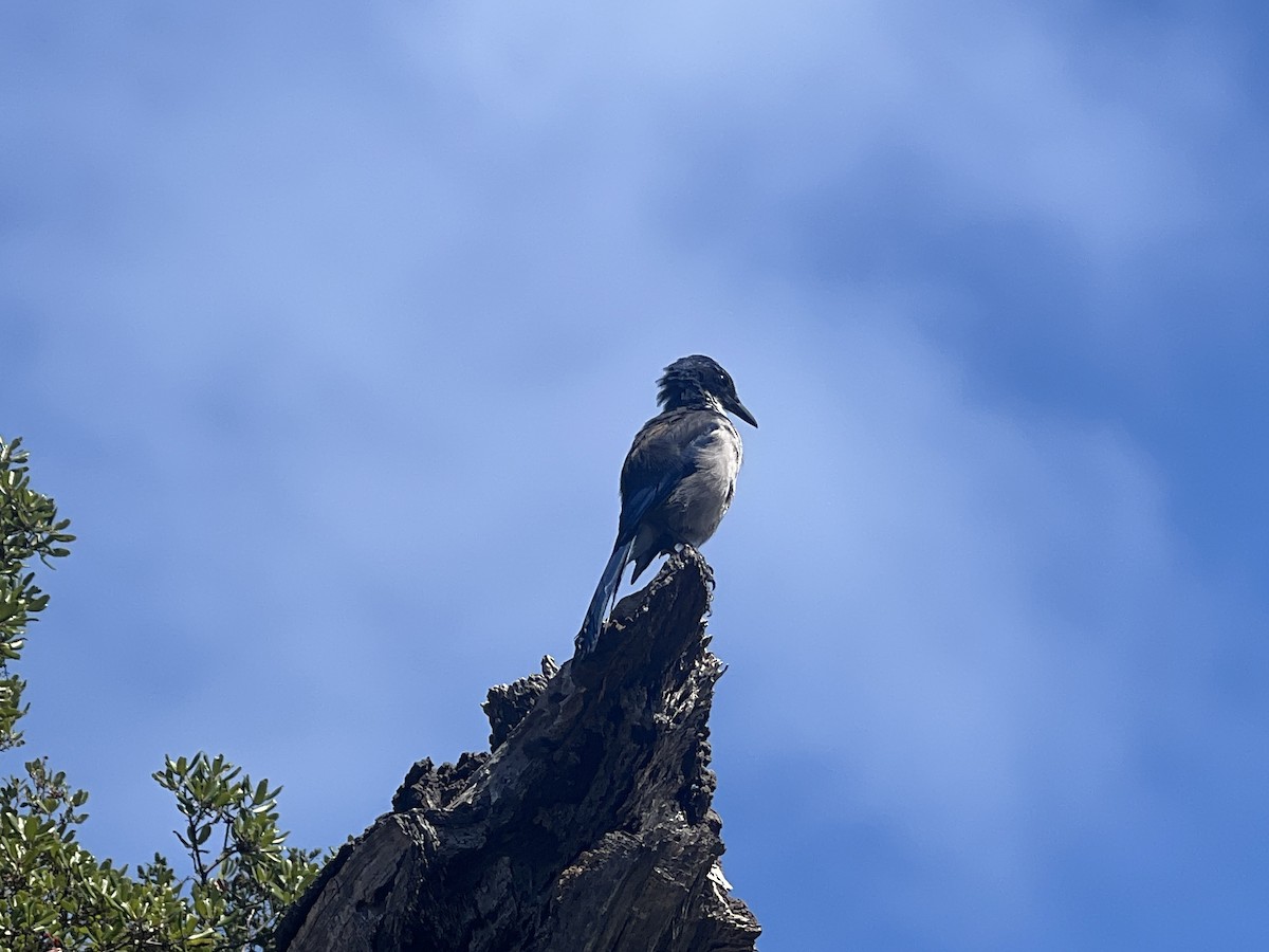 Island Scrub-Jay - ML623380253