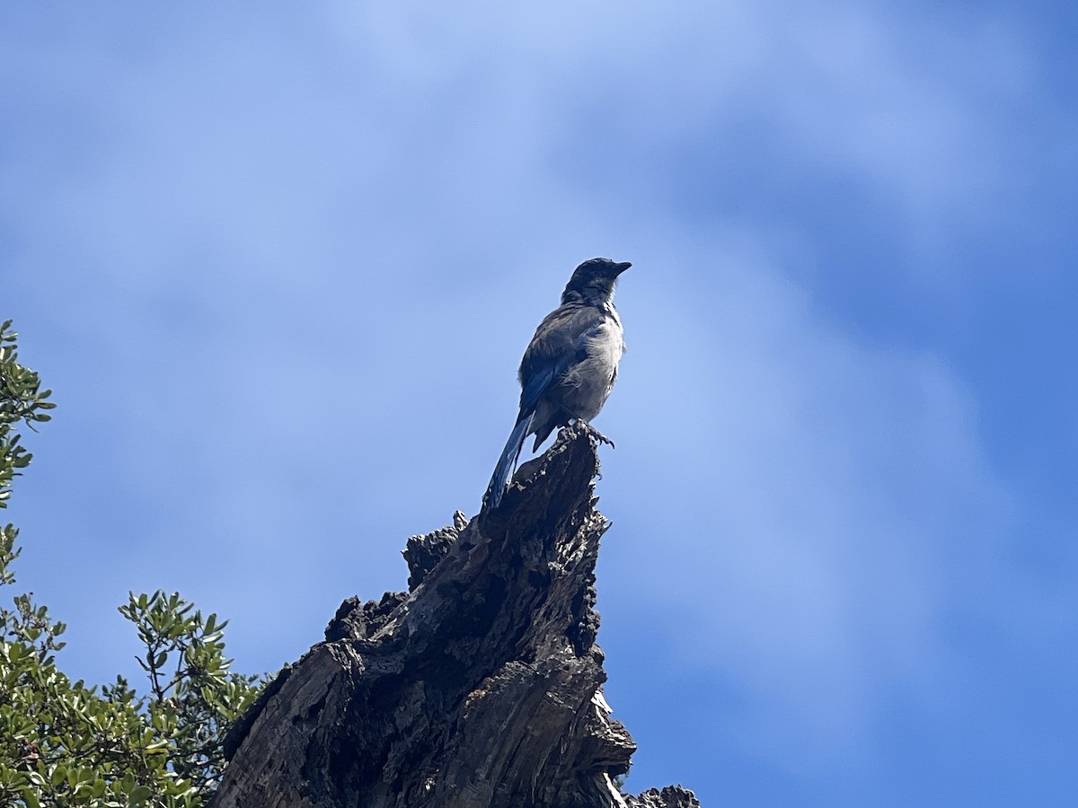 Island Scrub-Jay - ML623380254