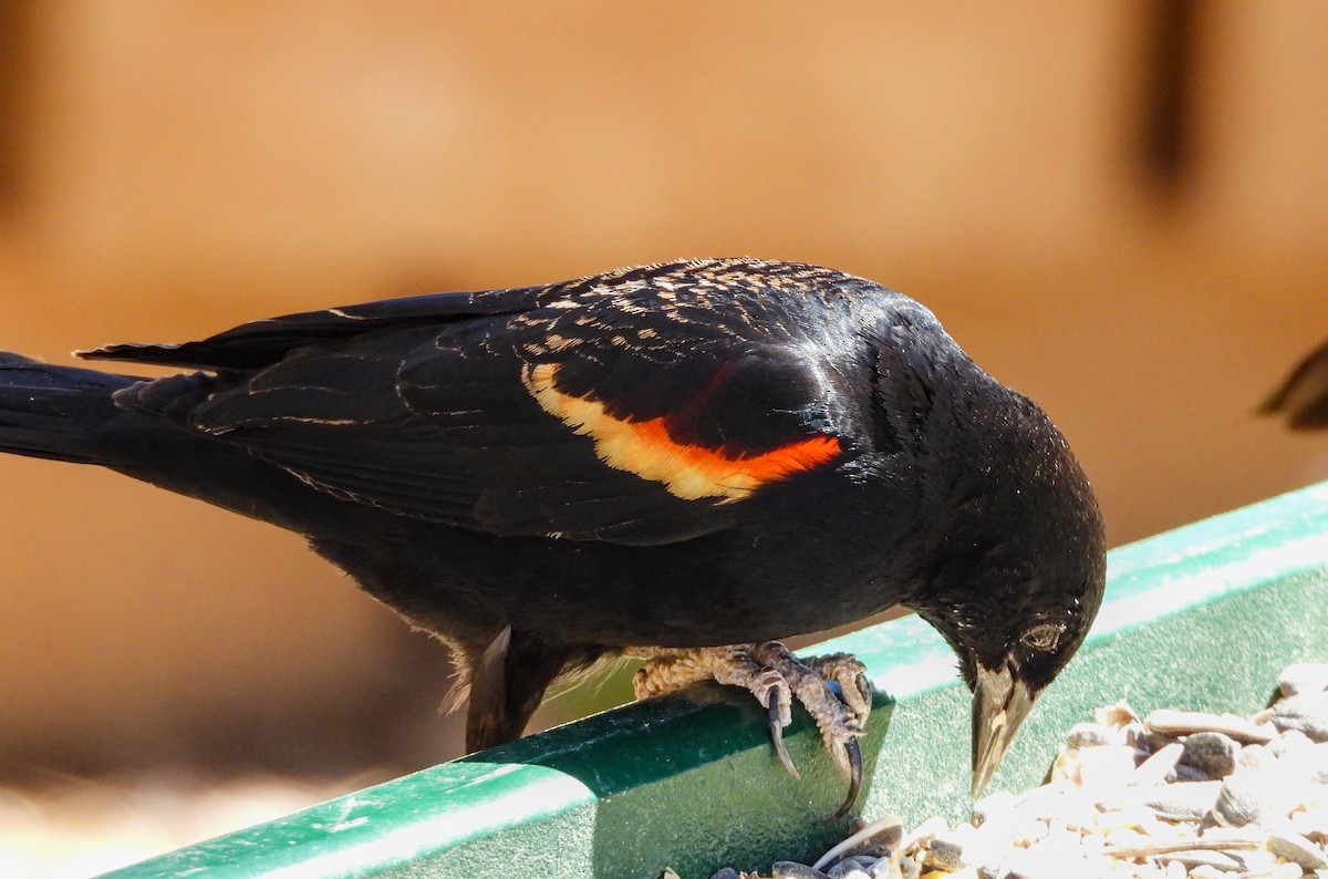 Red-winged Blackbird - ML623380261