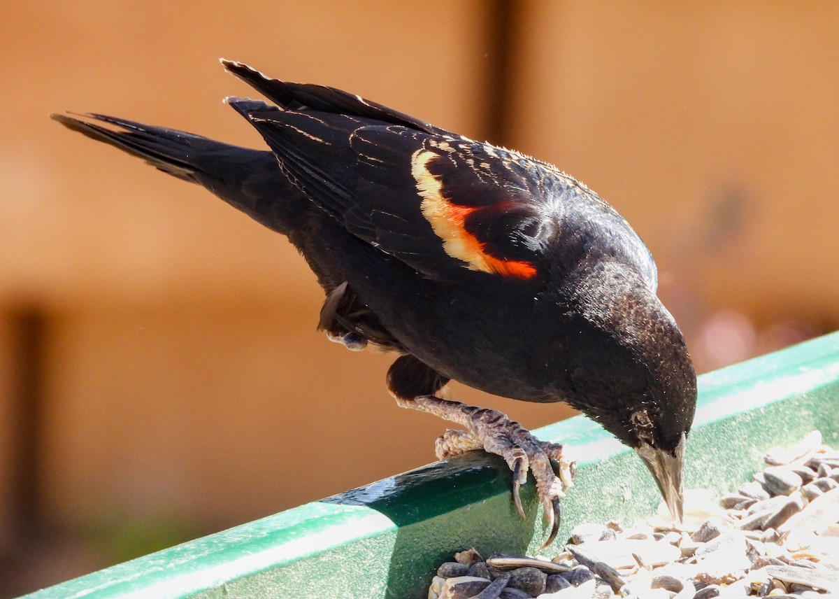 Red-winged Blackbird - ML623380263