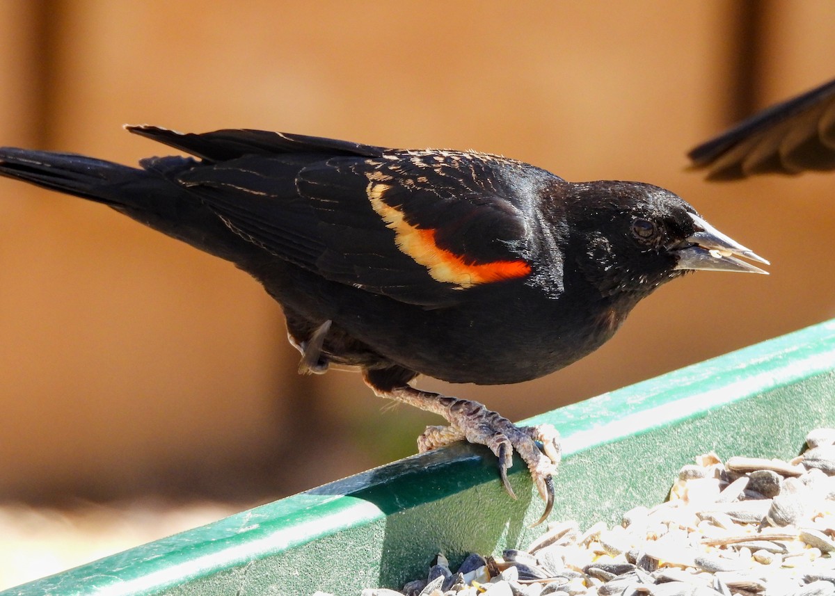 Red-winged Blackbird - ML623380264