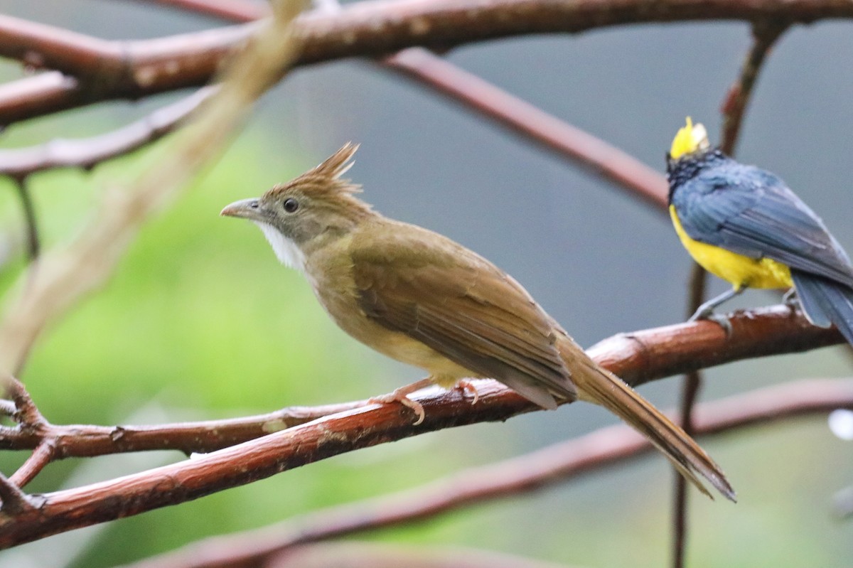 Puff-throated Bulbul - ML623380299