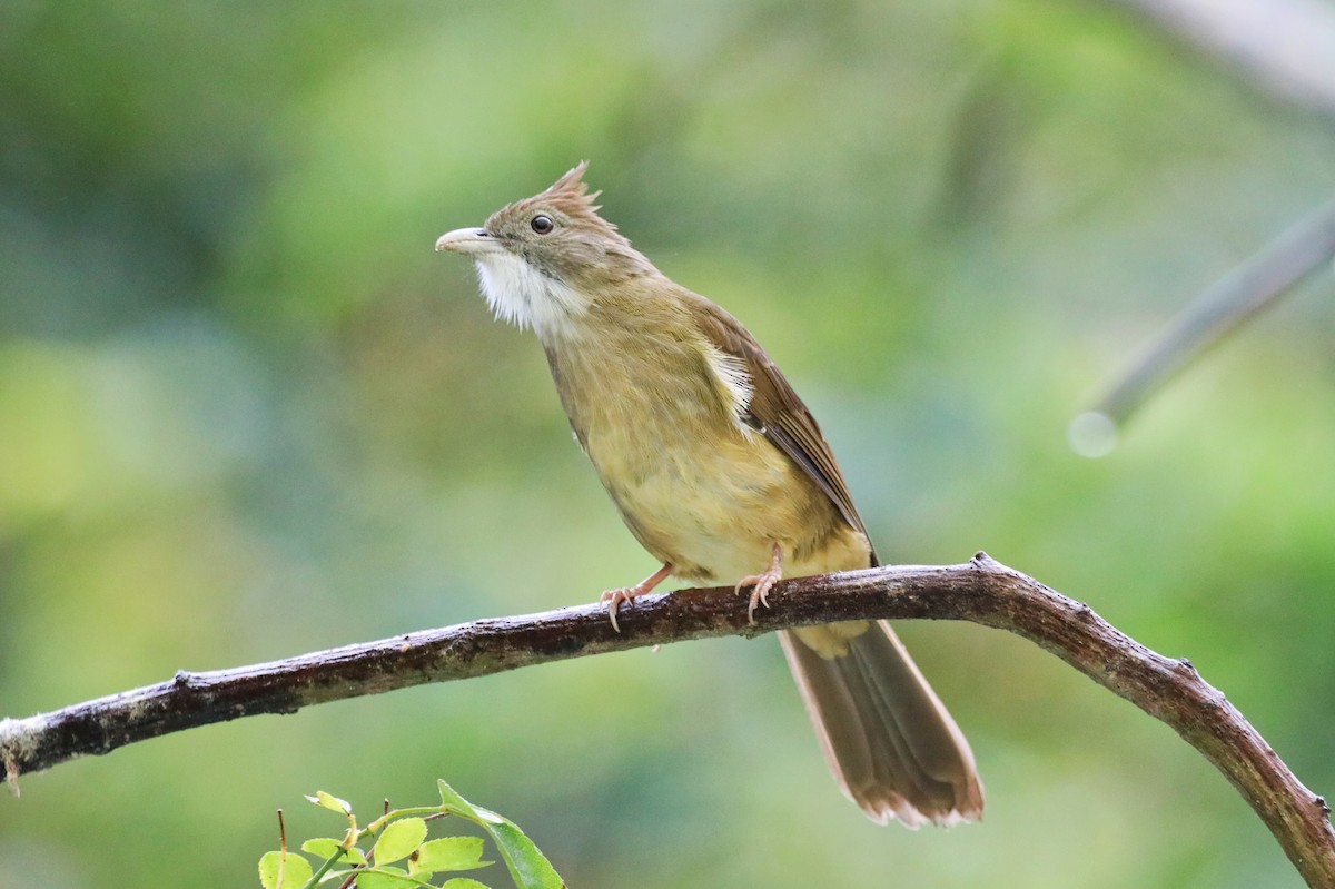 Puff-throated Bulbul - ML623380300