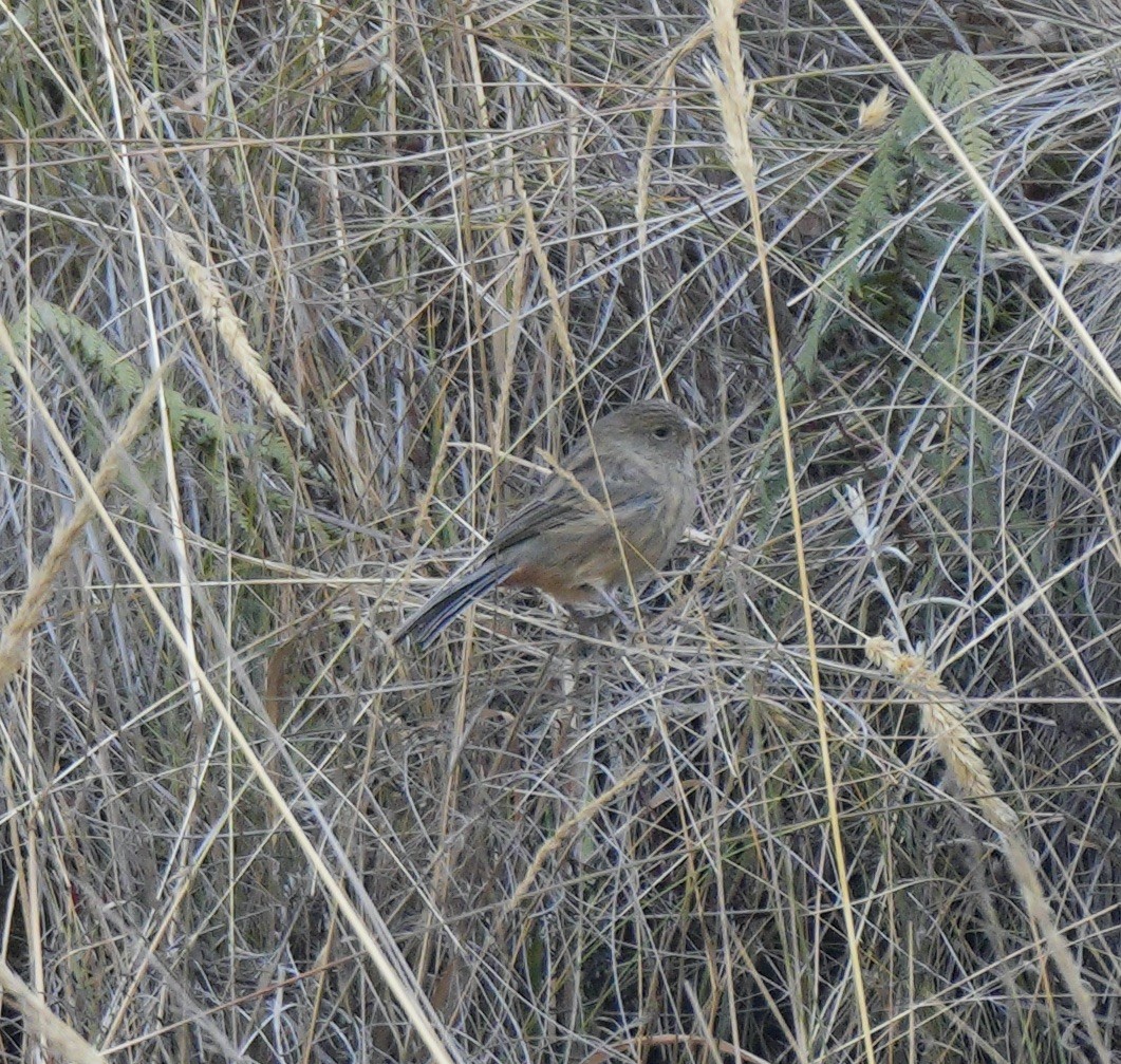 Plain-colored Seedeater - ML623380307