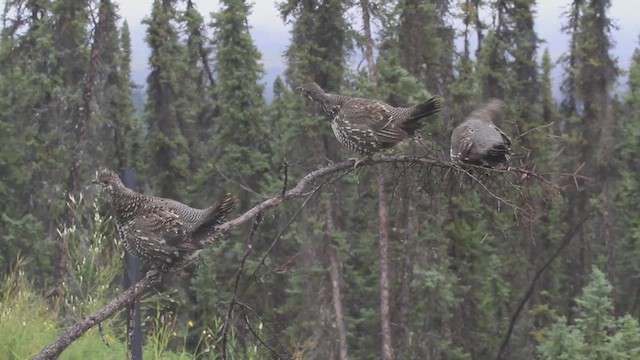 Spruce Grouse - ML623380311