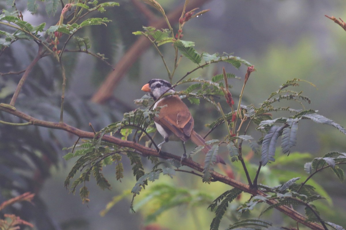 Gray-headed Parrotbill - ML623380317