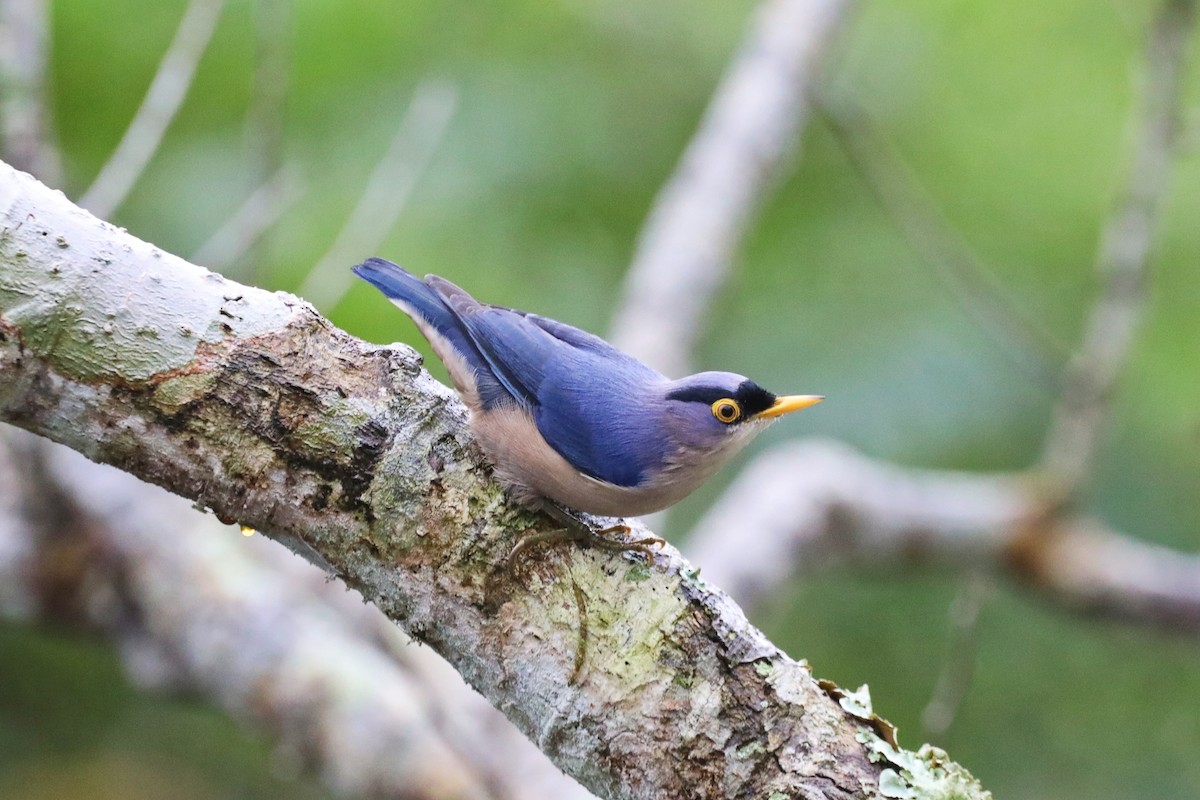 Yellow-billed Nuthatch - ML623380321