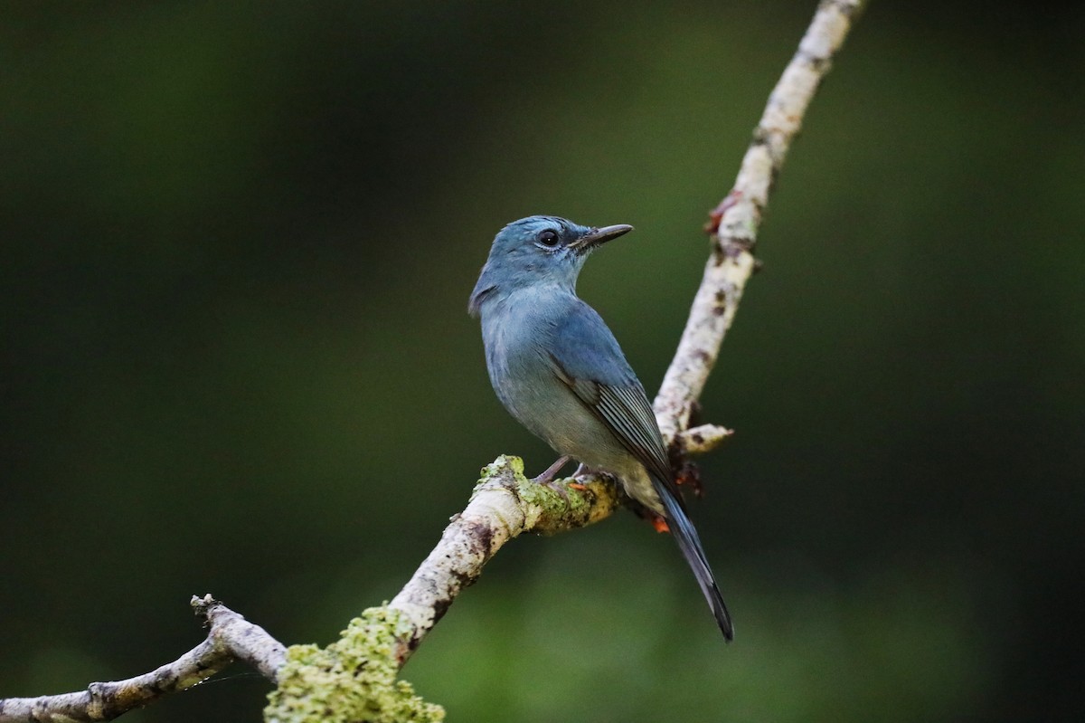 Pale Blue Flycatcher - Starlit Chen