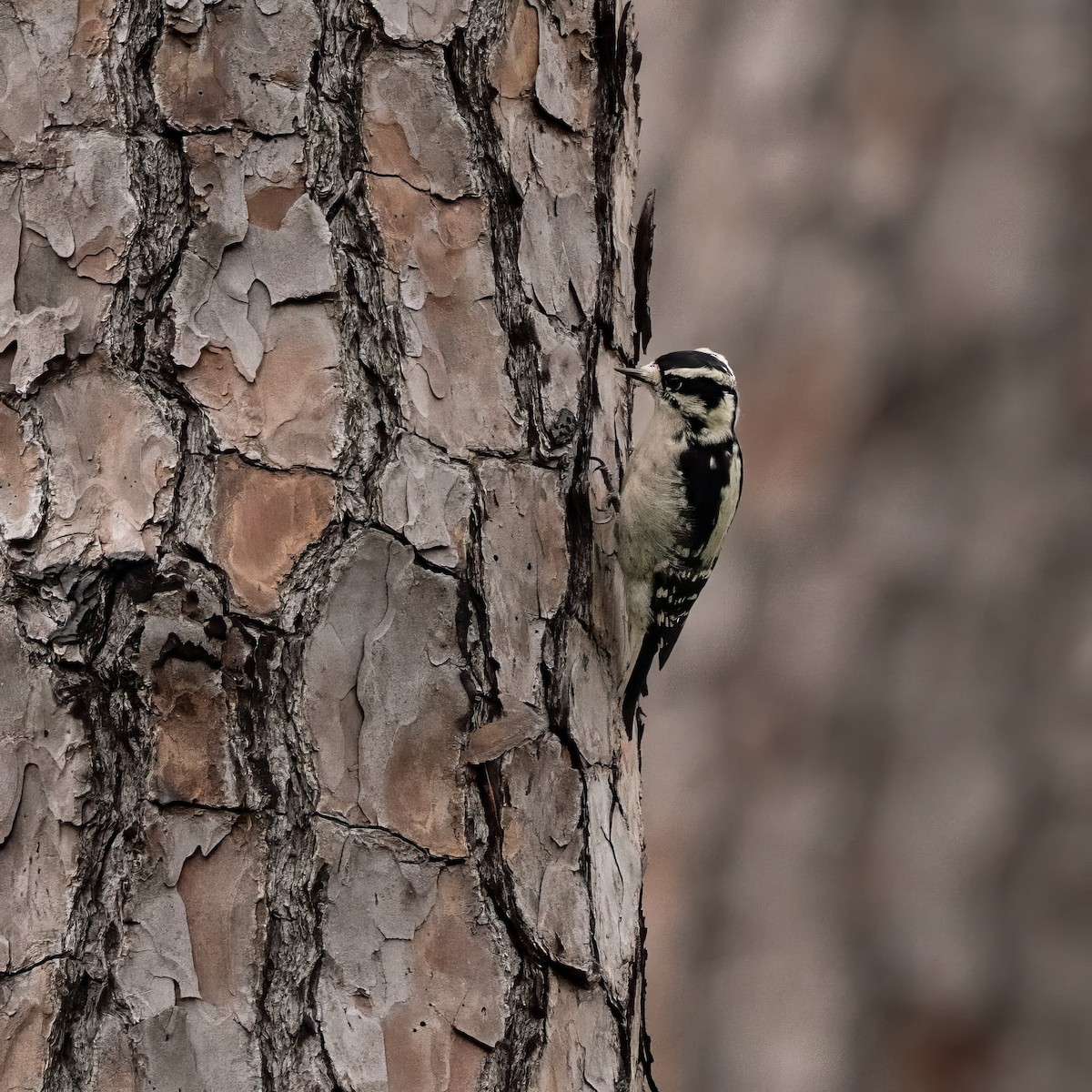 Downy Woodpecker - ML623380398