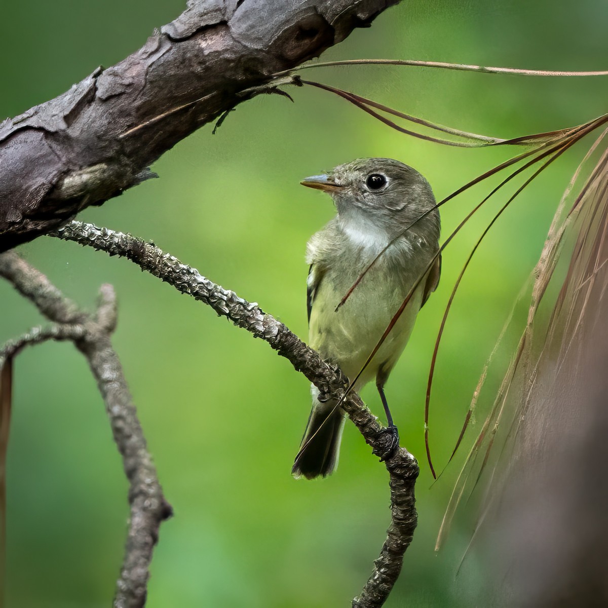 Least Flycatcher - ML623380406