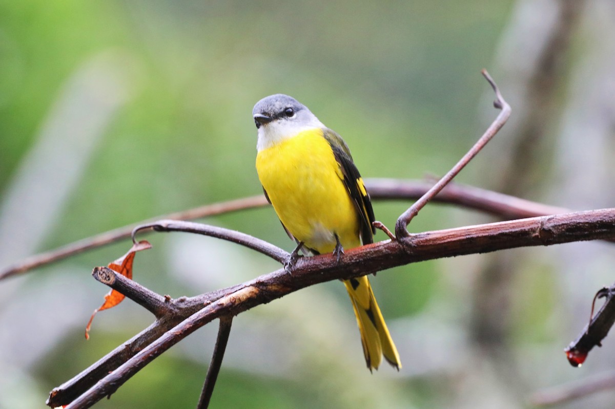 Gray-chinned Minivet - ML623380414