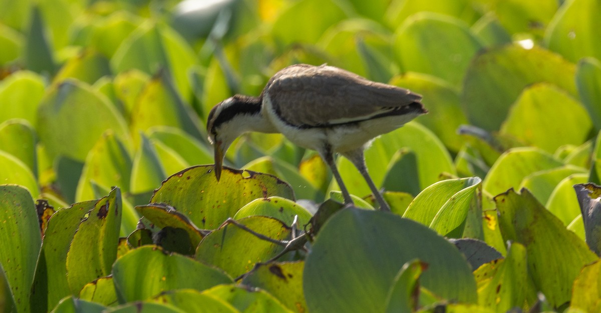 ostnák jihoamerický [skupina jacana] - ML623380430