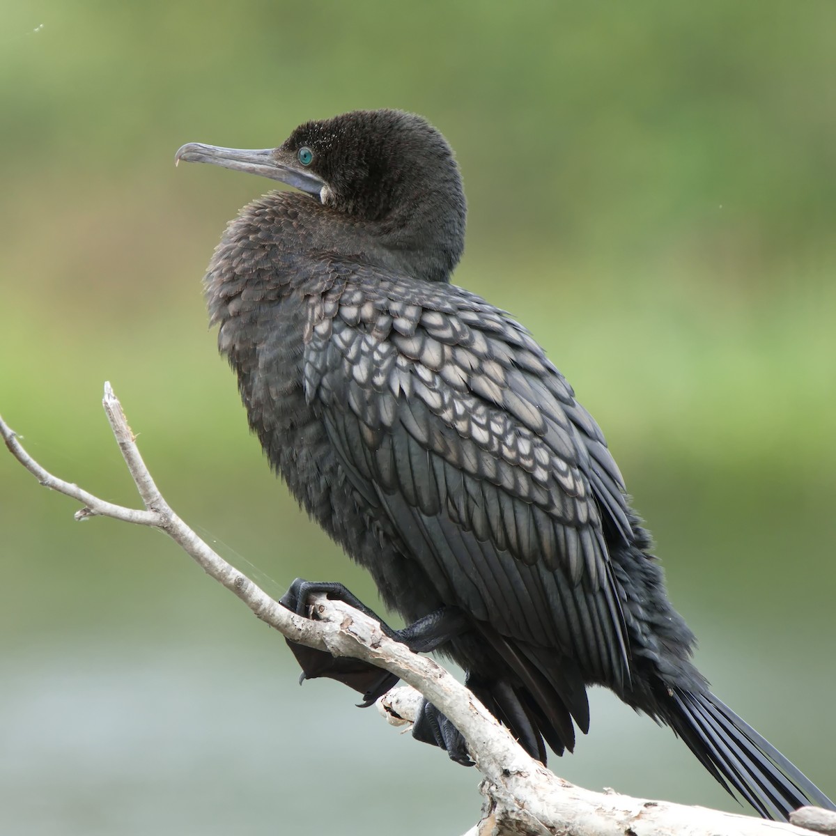 Little Black Cormorant - ML623380441