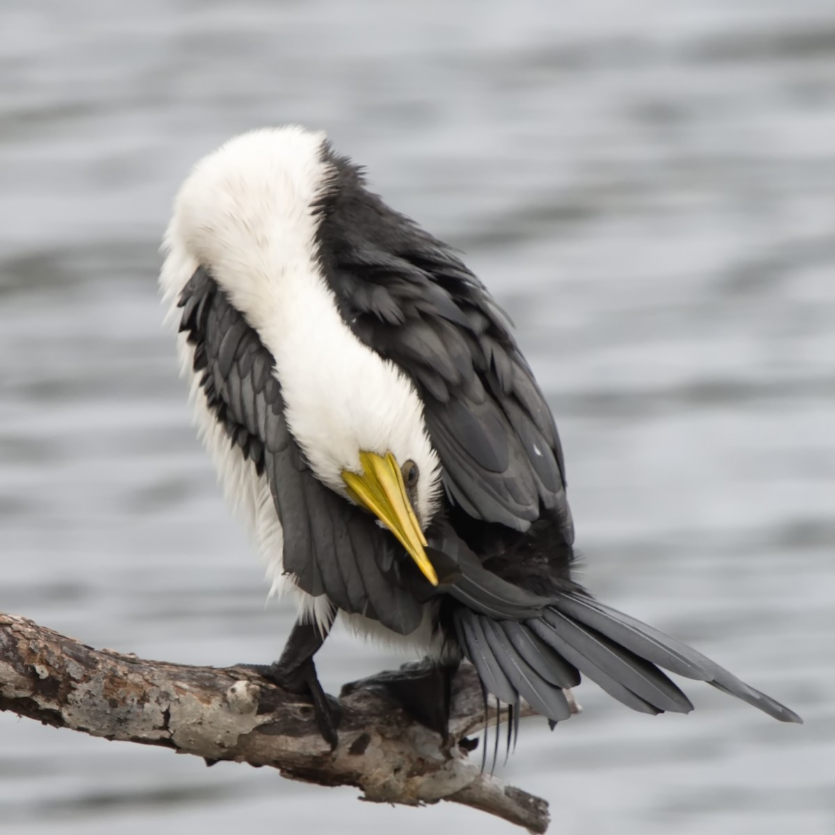 Little Pied Cormorant - ML623380448