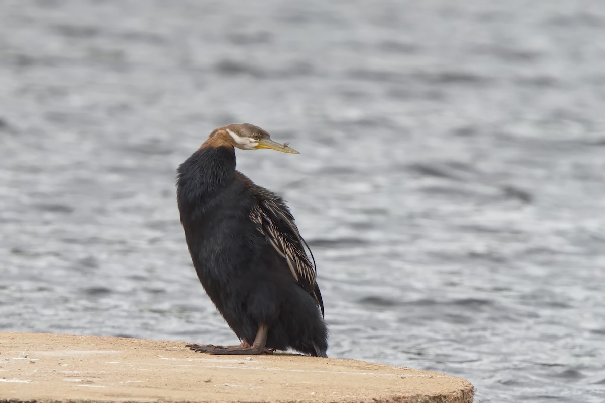 Australasian Darter - ML623380457