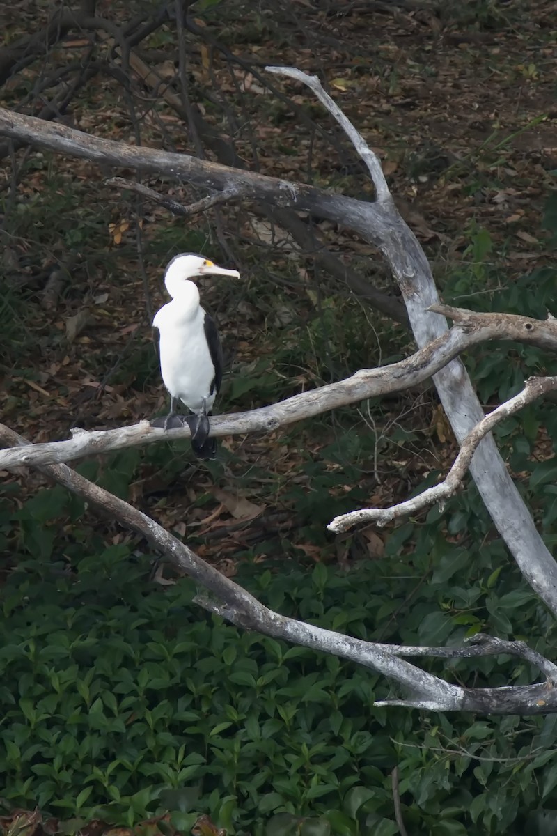 Pied Cormorant - ML623380472