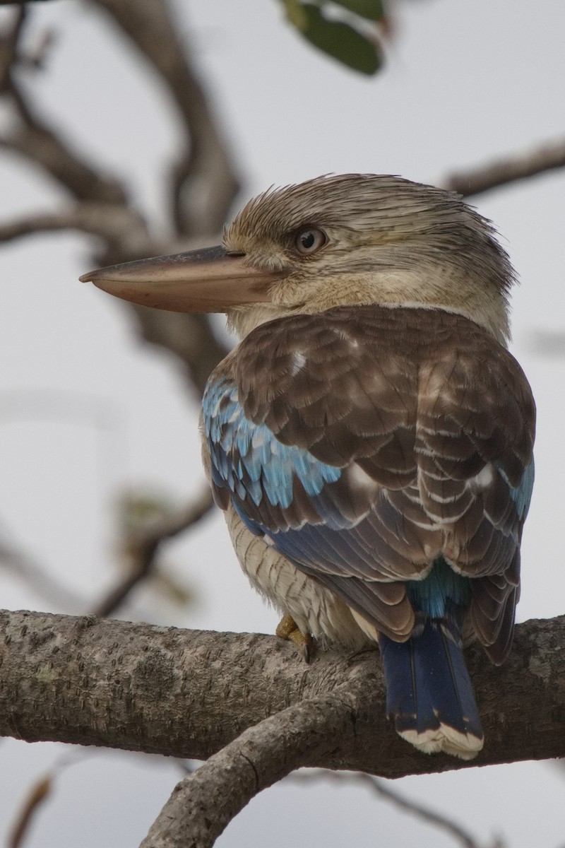 Blue-winged Kookaburra - ML623380486