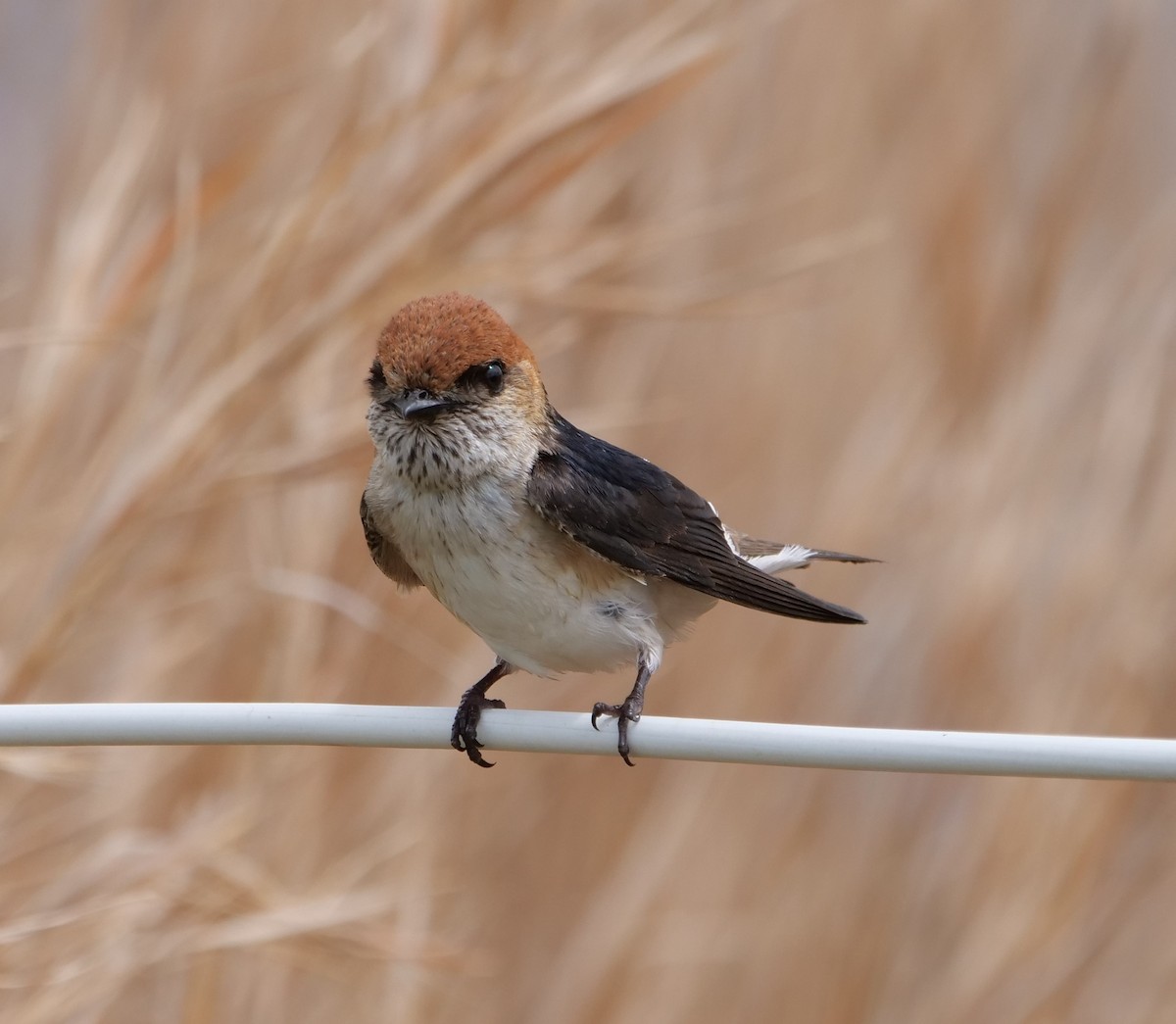 Fairy Martin - ML623380489