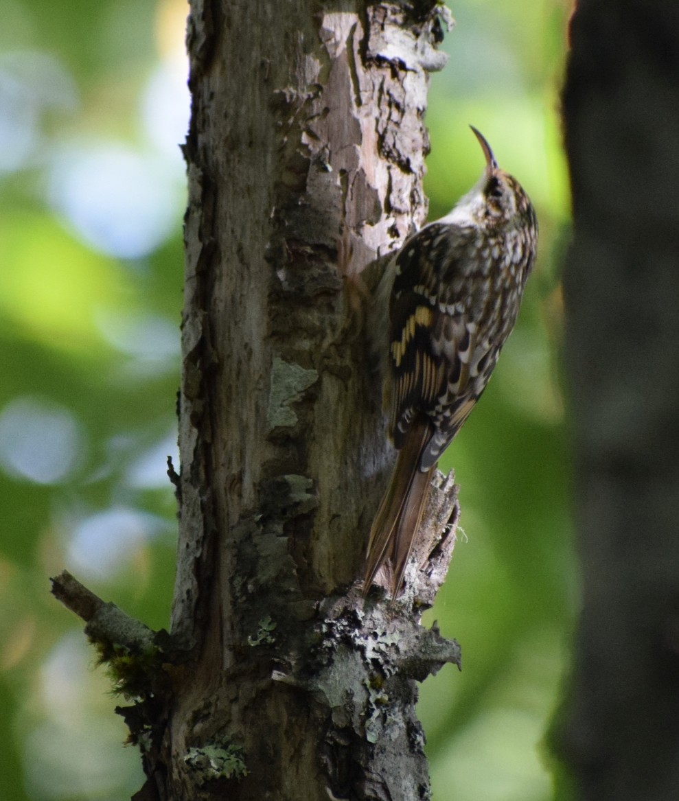 Brown Creeper - ML623380495