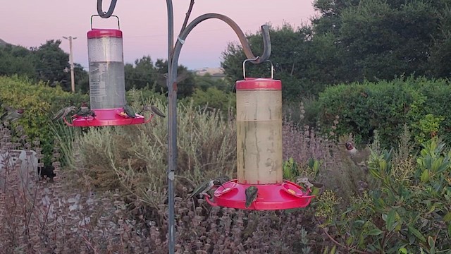 Anna's Hummingbird - ML623380517