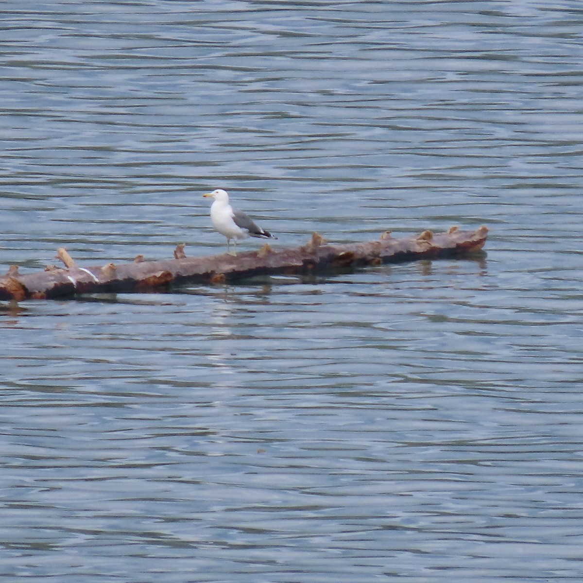 gull sp. - ML623380530