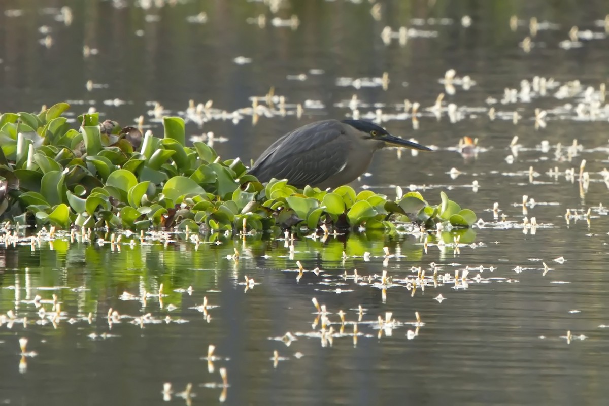 Striated Heron - ML623380537